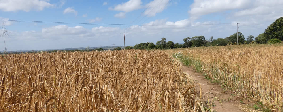 Public footpath over arable fields outside the village of Holcombe