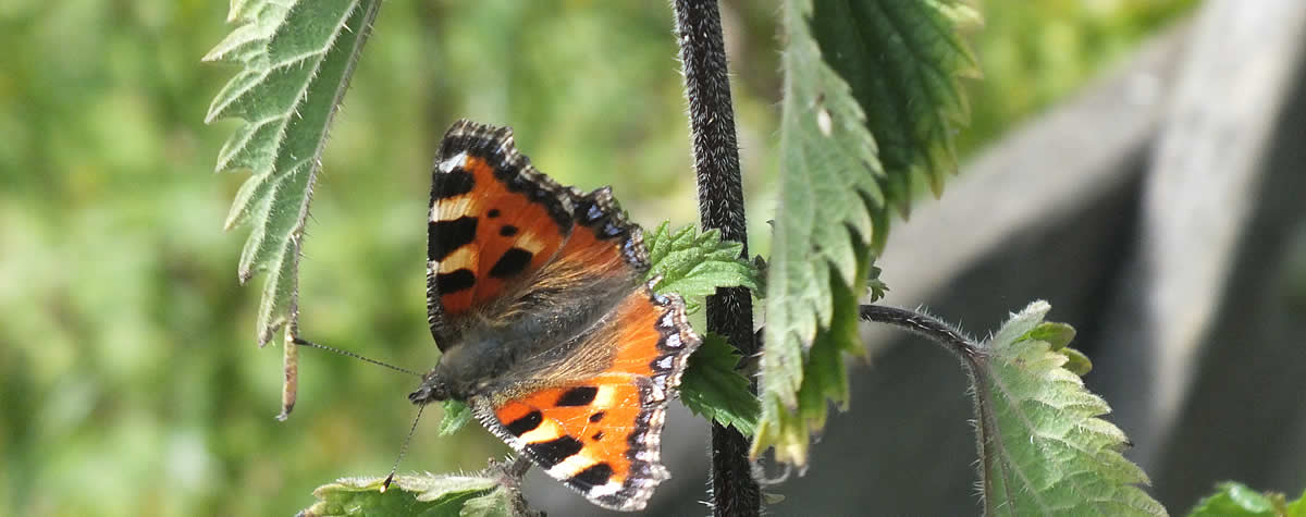 Butterfly spotted on a country ramble near the old St Andrews Church