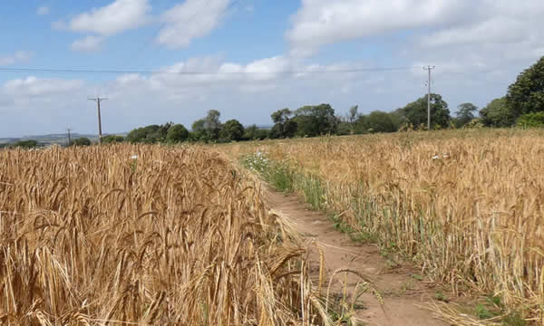 Arable field on the outskirts of Holcombe Village