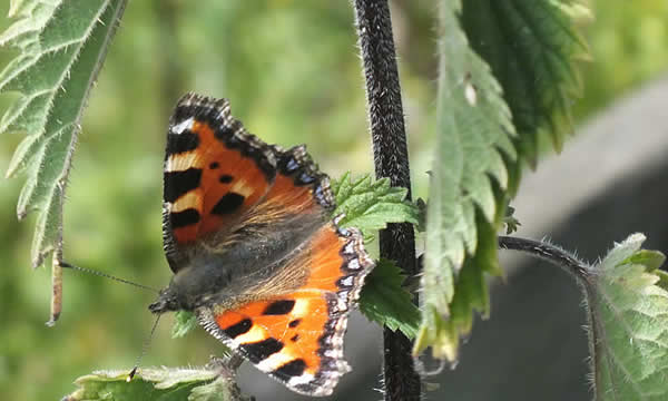 Tortoiseshell butterfly spotted on ramble by the Old St Andrews Churchyard